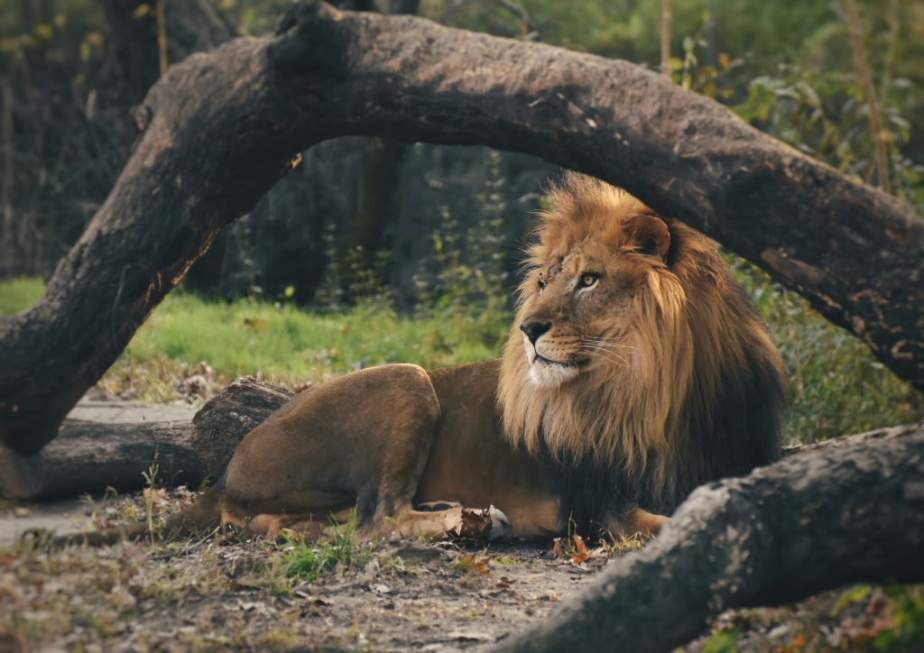 Lion king